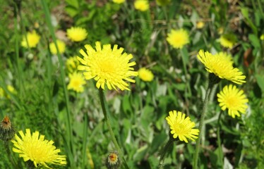 Beautiful yellow hieracium flowers in the meadow,  closeup 