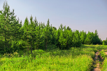 Fototapeta premium Forest landscape green pines and grass with blue sky on a bright day
