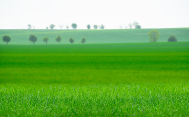 grünes unscharfes feld im sommer in sachsen anhalt, magdeburger börde, deutschland