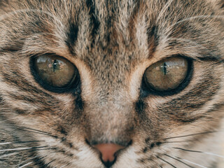 close up of a cat eyes. Cat portrait.
