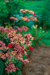 Beautifully blooming wild flowers 