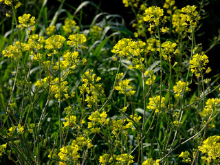 Wild flowers and herbs