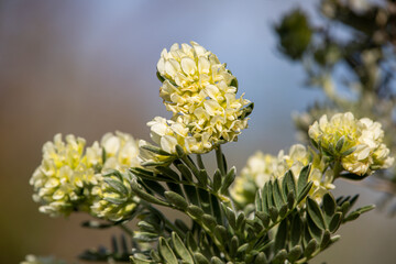 Macrophotographie de fleur sauvage - Barbe de Jupiter - Anthyllis barba-jovis