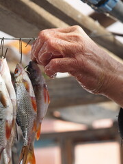 River fish caught during winter fishing are hung on hooks on a wire for drying by the fisherman is...