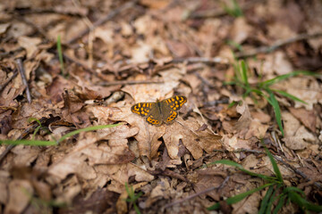 Brown butterfly on the ground, with dry leaves