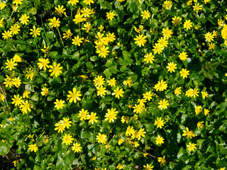 The vivid, yellow flowers of Lesser Celandine growing wild in a hedgerow in the north west of the UK. Taken on a sunny day in April.
