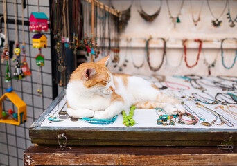 Orange and white cat lying on the counter with jewelry, Kas town, Turkey.