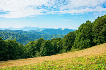 summer landscape of carpathian mountains. beautiful scenery in the morning. beech forest and grassy alpine meadows on the hills of chornohora ridge. bright sunny weather with fluffy clouds on the sky