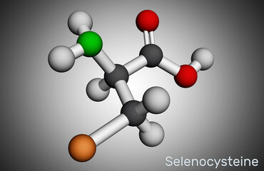 Selenocysteine, L-selenocysteine, Sec, U molecule. It is proteinogenic amino acid, selenium analogue of cysteine, building block of selenoproteins. Molecular model. 3D rendering © bacsica