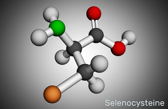 Selenocysteine, L-selenocysteine, Sec, U molecule. It is proteinogenic amino acid, selenium analogue of cysteine, building block of selenoproteins. Molecular model. 3D rendering