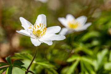 Romantisches Buschwindröschen