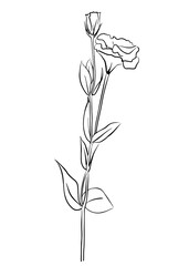 Vector illustration of a carnation flower. Doodle style.
