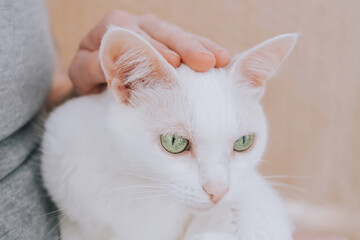 Human hands stroking the face of a white cat close-up. The concept of love for pets, friendship between humans and animals..