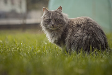 Naklejka na ściany i meble Young gray fluffy cat is playing in the garden, sitting on the grass.