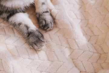 Gray, black-striped cat paws on a light blanket. The concept of home comfort, pets. Copyspace.
