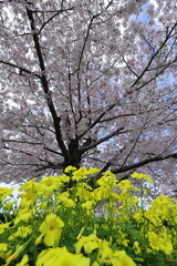 菜の花と桜の木