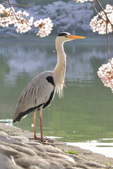 水辺に生息するサギ