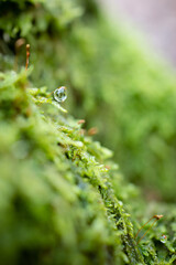 Wassertropfen auf Mooslandschaft 