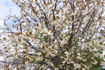 Prunus salicina (Japanese plum) in full bloom.