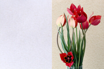 postage card, tulips