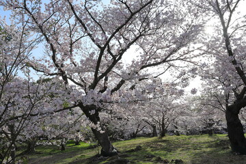 Obraz premium 満開になった桜の木々の花達