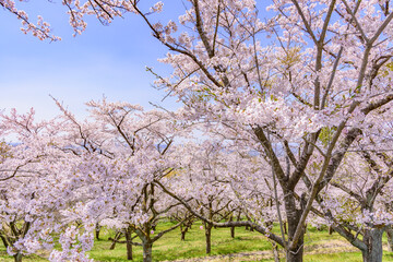 Naklejka premium 宮城県北部の加護坊山 桜満開
