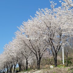 cherry blossom in spring