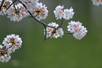 桜の木に咲く花