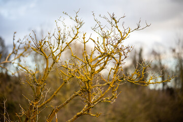 Bare branches with yellow growth on bark against a moody sky