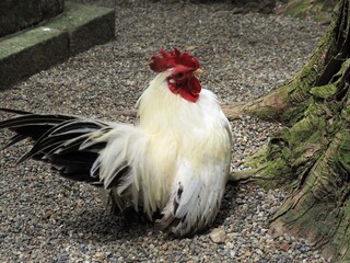 黒い尾を持つ美しい白い鶏