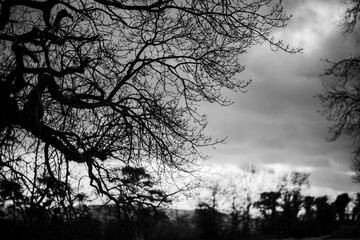 A silhouette of a tree in the morning light with moody clouds