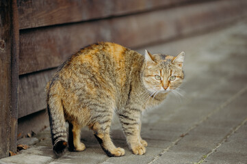 Cat at the street.