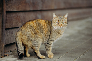 Cat at the street.