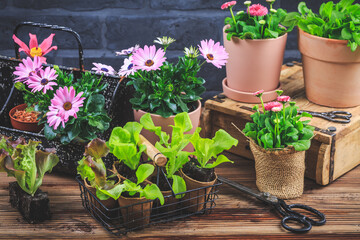 Gardening - planting and replanting, seedlings with plants in flower pots
