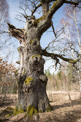 Mighty old oak tree in Latvia