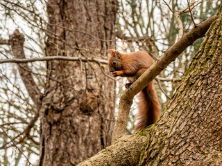 Eichhörnchen