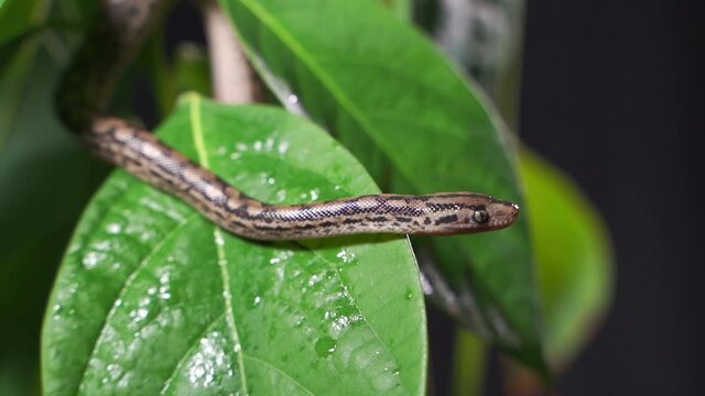 a snake crawl through bush. Close up