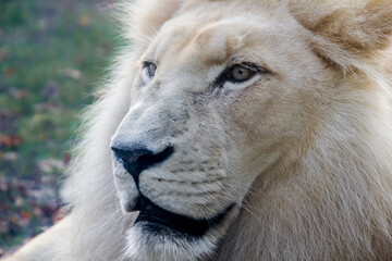 Side portrait of one white big African lion in nature with green background	