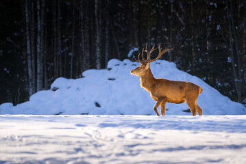 Red deer in winter forest walking. wildlife, Protection of Nature. Cervus elaphus in cold winter day. Beautiful deer in its natural habitat in the winter forest, wildlife poster, print