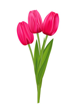 Bouquet of pink tulips, spring flowers, on white background.