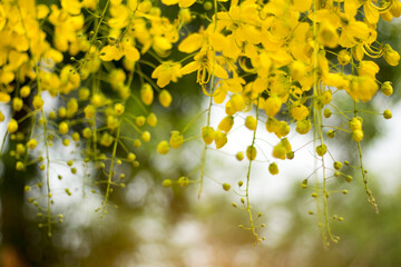 Ratchaphruek or Multiply flowers, Cassia fistula L. or golden shower are blooming on the tree