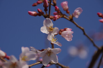 淡墨桜