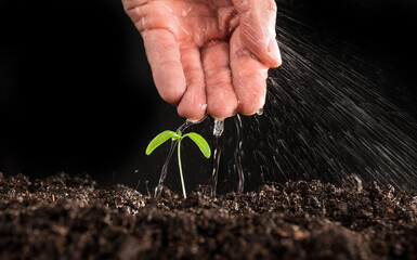 small tomato plant topping with water