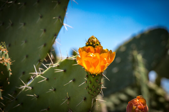 Cactus Flower, National Park Rio Formosa In Portugal