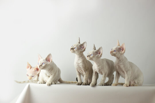 Devon Rex kittens posing on a white background