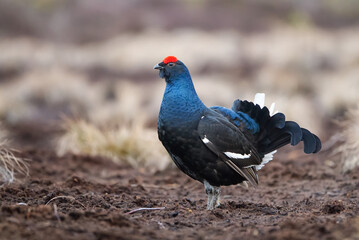 Lekking black grouse at morning on spring bog. Spring colors of morning moors with black grouse, blackcock. Lekking Male Black Grouse lek game at sunrise. Lyrurus tetrix lekking in Estonia, Saaremaa