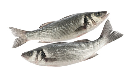 sea bass fish isolated without shadow on white background