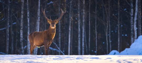 Red deer in winter forest looking to camera. wildlife, Protection of Nature. Cervus elaphus in cold...