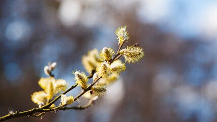 fluffy yellow flowers bloom on a willow branch. Yellow flowers of a willow on a branch in the spring forest. beautiful festive spring background. nature, bokeh, close-up, Macro photo, text