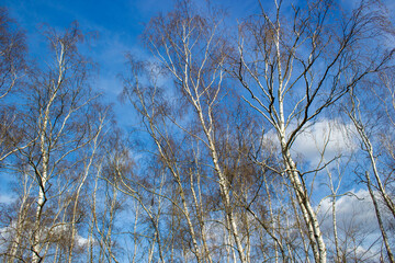 The birch trees, trees in front of spring sky and clouds.